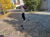 Пропала собака порода той терьер кличка Боня, фотография 3