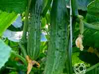 Семена Огурец Апрельский F1  б/п