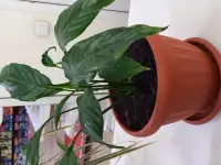 Продам комнатные цветы, фотография 2