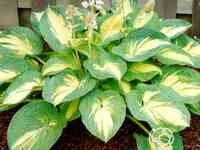 Хоста грейт экспэктейшен (ml)