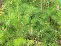 Туя выше 3 метров, сосна живая, берёза, ива, ольха, рябина, рассада., фотография 7