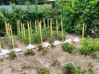 Дача 15 соток, Алматинская область, Талгарский район, с.о. Кендалинский, с. Кендала, с/т Медик-, фотография 8