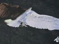 Высококачественная КОМПЬЮТЕРНАЯ ГРАФИКА CGIVFX для ваших проектов, фотография 10