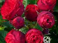 Роза пиано чайно-гибридная, тантау