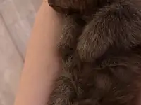 шоколадный котёнок, 3 мес, мальчик, фотография 2