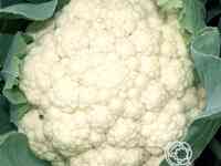 Семена Капуста цветная Коза-дереза 0.3г
