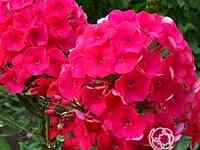 Флокс метельчатый Гренадим Дрим