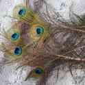 Перья павлина, фотография 2