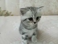 Продам котят породы Скоттиш Страйт., фотография 2