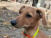 Отдам щенка в хорошие руки, фотография 3