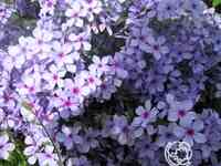 Флокс растопыренный Чаттахучи