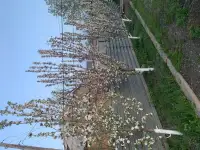 Продается добротный дом с участком, С. Достык(РТС)  ул. Макатаева (Первомайская) 13, фотография 10