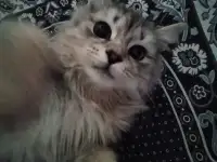 Шотландский прямоухий, фотография 2