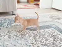 Продам шинка чихуахуа, фотография 6