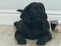 Продам щенка лабрадора, фотография 2