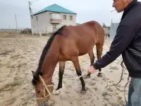 Продам лошадь