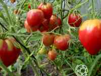 Семена Томат Бычье сердце розовое 20 шт