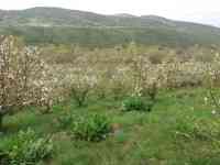 Плодовый сад, КХ, фотография 5