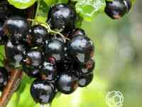 Смородина орловская серенада черная