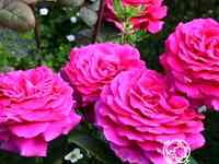 Роза Биг Пепл чайно-гибридная