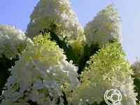 Гортензия саммер сноу