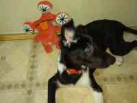 Малышка Хани ищет дом, фотография 4