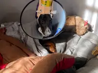 Щенки добермана, фотография 3