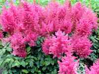 Астильба арендса Федерзе