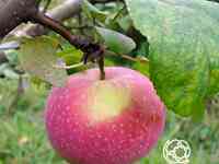 Яблоня осенняя радость с/п