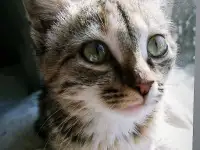 Отдам котёнка, фотография 3