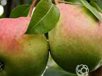 Груша январская