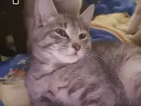 Кошки, фотография 2