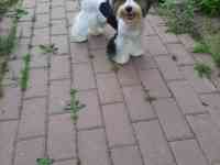 Щенки мини Бивер Йорка, фотография 5