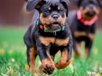 Продаю породистых щенков, фотография 2