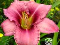 Лилейник Пёпл Биколор