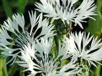 Василек горный белый