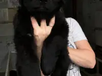 Щенки немецкой длинношерстной овчарки, фотография 2