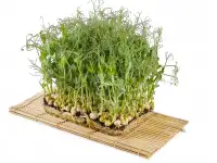 Микрозелень, фотография 2