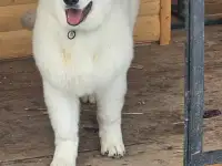 Продам Собак Породы Белая Швейцарская овчарка, фотография 5