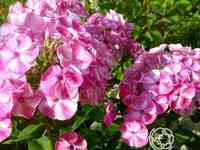 Флокс метельчатый фрикли пинк шейдес