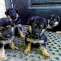 Щенки немецкой овчарки, фотография 2