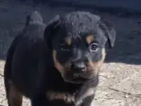 Продам чистокровных щенков ротвейлера, фотография 2