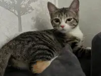 Бесплатно котята! Британец и бенгальская порода, фотография 4