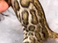Бенгальские котята., фотография 3