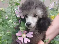 Породистые щенки малого и миниатюрного  карликового пуделя, фотография 5