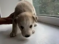 Продам щенков дава мальчика и две девочки, фотография 3