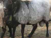 Реализация овец мясо-шерстного, мясо-шерстно-молочного направлений., фотография 4