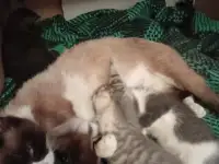 Отдам котят в добрые руки., фотография 5