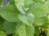 Мята яблочная., фотография 2