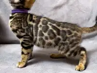 Бенгальские котята., фотография 7
